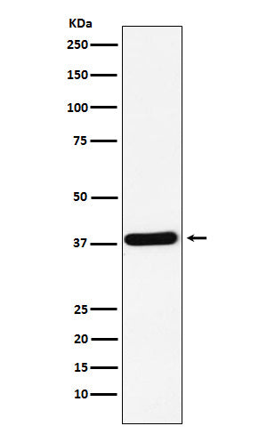 Anti-CRKII Rabbit Monoclonal Antibody