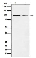 Western blot analysis of Dynamin 1 expression in (1) SH-SY5Y cell lysate; (2) NIH/3T3 cell lysate.