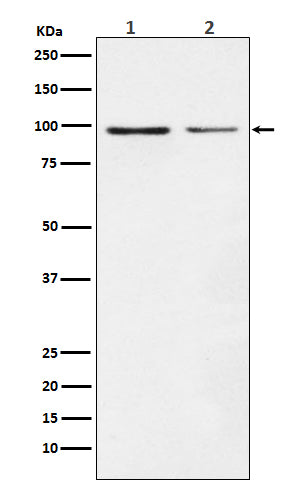 Western blot analysis of Dynamin 1 expression in (1) SH-SY5Y cell lysate; (2) NIH/3T3 cell lysate.
