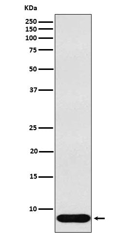 Western blot analysis of beta Defensin 1 expression in Human recombinant beta Defensin 1 lysate.