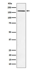 Western blot analysis of AGL expression in K562 cell lysate.