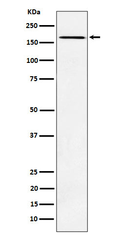Western blot analysis of AGL expression in K562 cell lysate.