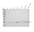 Anti-HINT1 Rabbit Monoclonal Antibody