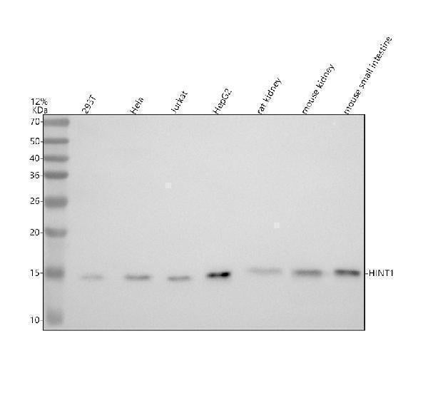 Anti-HINT1 Rabbit Monoclonal Antibody