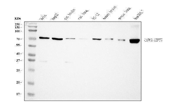 Anti-Grp75 Antibody Picoband® (monoclonal, 4I9)