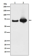 Western blot analysis of Grp75 expression in (1) HeLa cell lysate; (2) Mouse liver lysate.