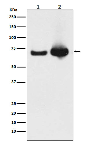 Western blot analysis of Grp75 expression in (1) HeLa cell lysate; (2) Mouse liver lysate.