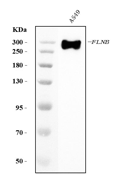 Anti-Filamin B/FLNB Antibody Picoband® (monoclonal, 11E2D2)
