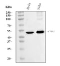 Anti-CTBP2 Antibody Picoband® (monoclonal, 10E9D2)