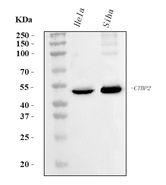 Anti-CTBP2 Antibody Picoband® (monoclonal, 10E9D2)