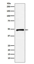 Western blot analysis of CTBP2 expression in HeLa cell lysate.