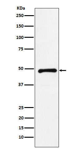 Western blot analysis of CTBP2 expression in HeLa cell lysate.