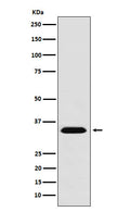 Western blot analysis of MBD3 expression in 293T cell lysate.
