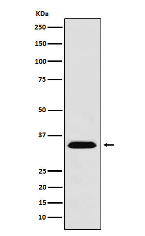 Western blot analysis of MBD3 expression in 293T cell lysate.
