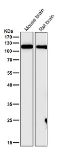All lanes use the Antibody at 1:1W dilution for 1 hour at room temperature.