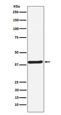 Western blot analysis of CaMKI expression in SH-SY5Y cell lysate.
