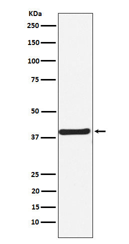 Western blot analysis of CaMKI expression in SH-SY5Y cell lysate.