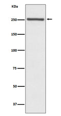 Western blot analysis of NOTCH4 expression in Mouse lung lysate.