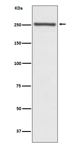 Western blot analysis of NOTCH4 expression in Mouse lung lysate.
