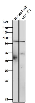 All lanes use the Antibody at 1:3K dilution for 1 hour at room temperature.