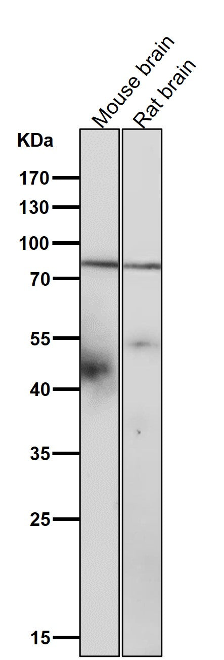 All lanes use the Antibody at 1:3K dilution for 1 hour at room temperature.