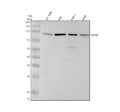 Anti-SATB2 Rabbit Monoclonal Antibody