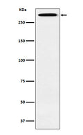 Western blot analysis of Smg1 expression in Saos2 cell lysate.