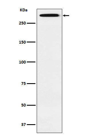 Western blot analysis of Smg1 expression in Saos2 cell lysate.