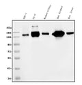 Anti-CD13/ANPEP Picoband® Antibody (monoclonal, 5B9)