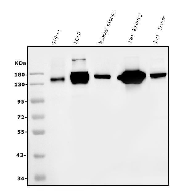 Anti-CD13/ANPEP Picoband® Antibody (monoclonal, 5B9)