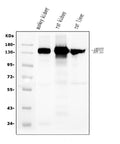 Anti-CD13/ANPEP Antibody Picoband® (monoclonal, 7F2)