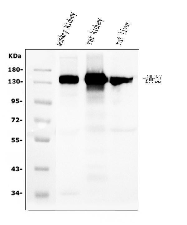 Anti-CD13/ANPEP Antibody Picoband® (monoclonal, 7F2)