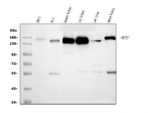Anti-CD13/ANPEP Antibody Picoband® (monoclonal, 9G5)