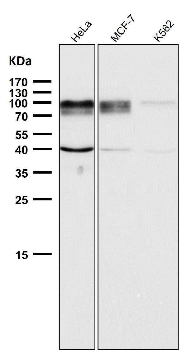 All lanes use the Antibody at 1:2W dilution for 1 hour at room temperature.