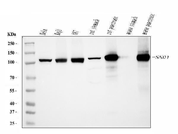 Anti-SND1 Antibody Picoband® (monoclonal, 5F5E9)