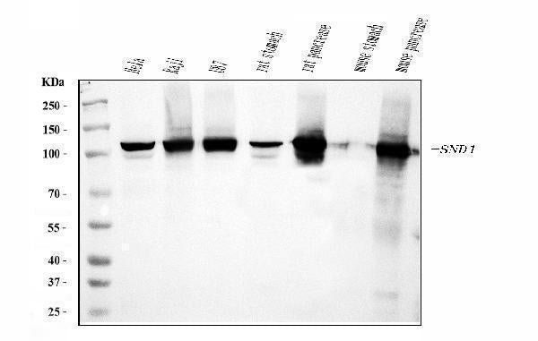 Anti-SND1 Antibody Picoband® (monoclonal, 6G3B4)