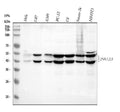 Anti-JNK1/2/3 MAPK8 Rabbit Monoclonal Antibody