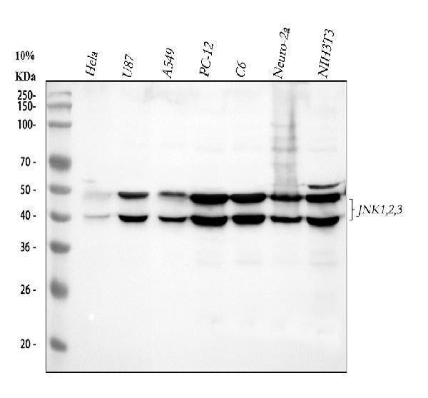 Anti-JNK1/2/3 MAPK8 Rabbit Monoclonal Antibody