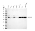 Anti-JNK1 Rabbit Monoclonal Antibody