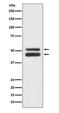 Anti-JNK1/JNK3 MAPK8 Rabbit Monoclonal Antibody
