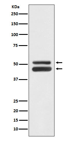 Anti-JNK1/JNK3 MAPK8 Rabbit Monoclonal Antibody