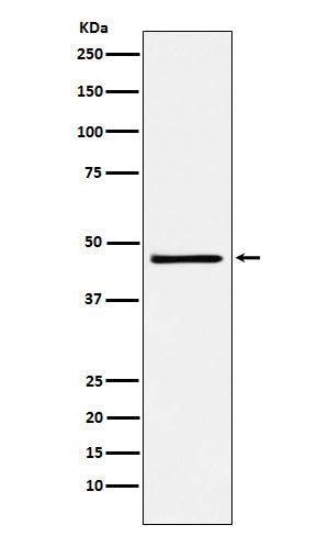 Western blot analysis of FRA2 expression in NCCIT cell lysate.