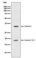 Western blot analysis of Caspase-6 p18 expression in Jurkat cell treated with 1uM staurosporine lysate.