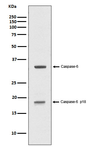 Western blot analysis of Caspase-6 p18 expression in Jurkat cell treated with 1uM staurosporine lysate.