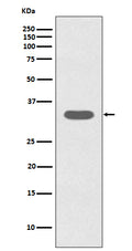 Western blot analysis of Caspase-6 expression in Jurkat cell lysate.