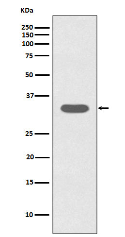 Western blot analysis of Caspase-6 expression in Jurkat cell lysate.