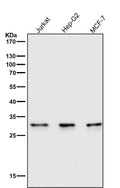 All lanes use the Antibody at 1:1W dilution for 1 hour at room temperature.