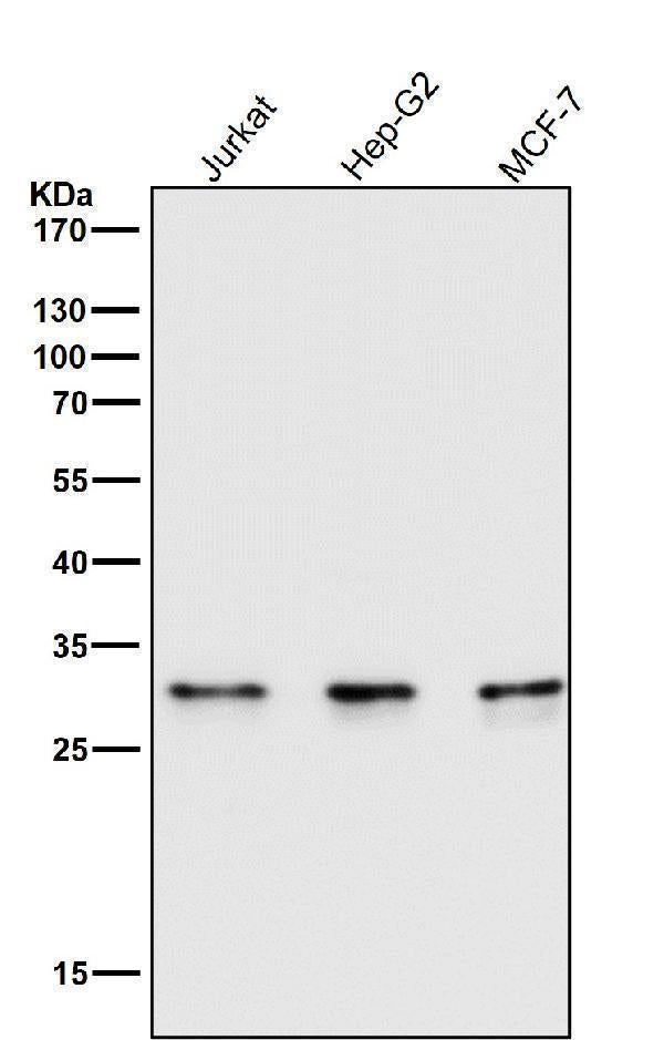 All lanes use the Antibody at 1:1W dilution for 1 hour at room temperature.