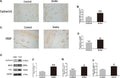 Anti-VE-Cadherin Cdh5-Rabbit Monoclonal Antibody