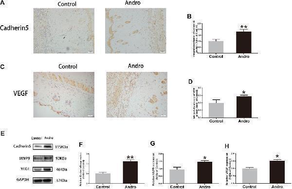 Anti-VE-Cadherin Cdh5-Rabbit Monoclonal Antibody
